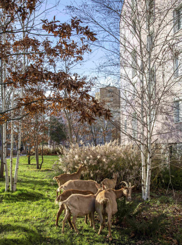 Écopâturage par un troupeau de chèvres de la bergerie des Malassis, en 2021