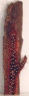 Écorce touffe n° 4