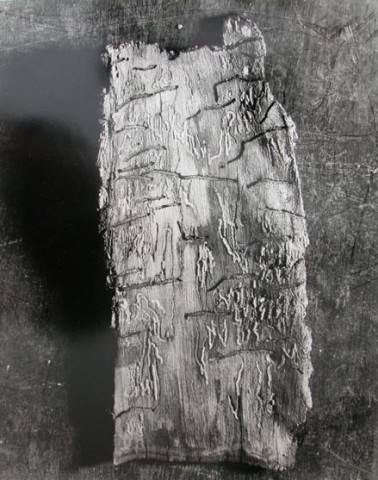 Sans titre n° 1 (écorce)