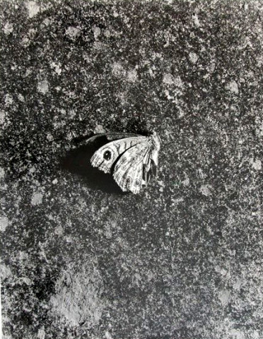 Sans titre n° 4 (papillon)
