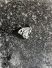 Sans titre n° 4 (papillon)