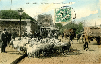 Carte postale représentant un troupeau de moutons en transit entre la gare de Pantin et la Villette